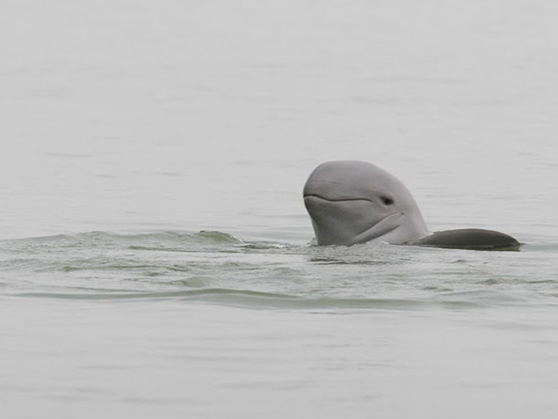 Irrawaddy dolphin at the pool of Kampi
