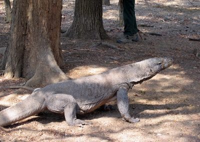 Komodo Island Tour
