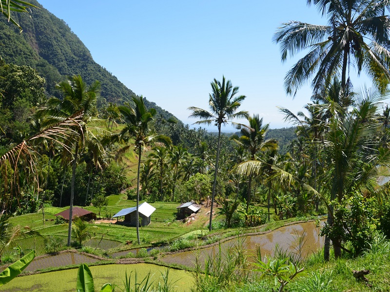 Java & Bali Tour rice fields