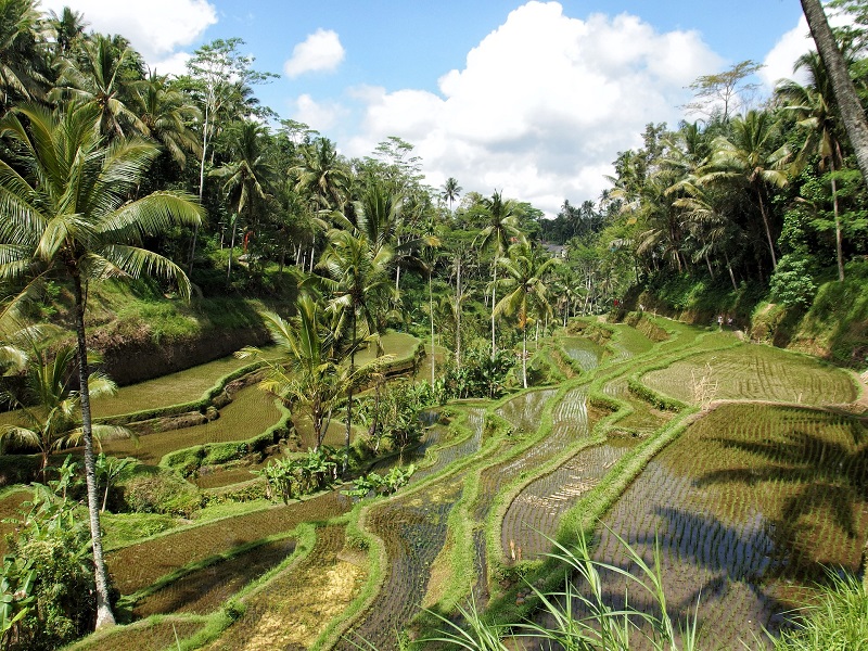 visit rice fields on your Bali holidays