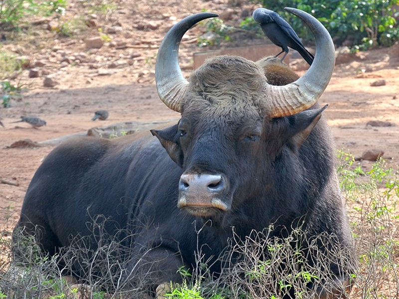 Vietnam Wildlife Expedition