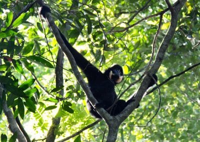 Discover Cambodia’s Wild Side