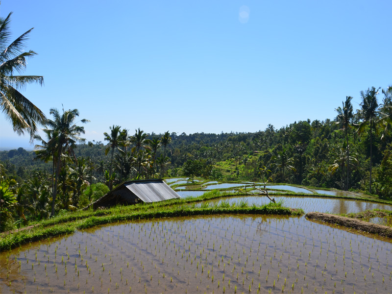 Bali Yoga Retreat rice fields