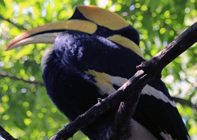Myanmar Birding Discovery