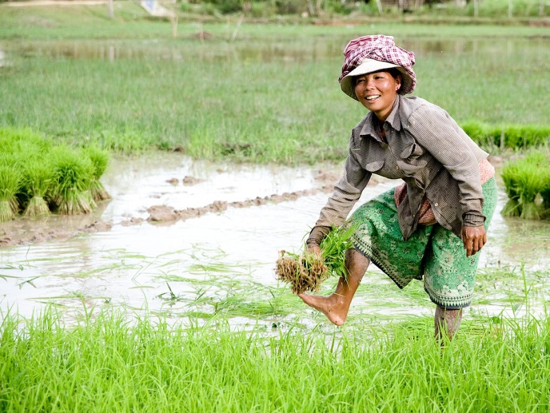 Cambodian woman working in rice field