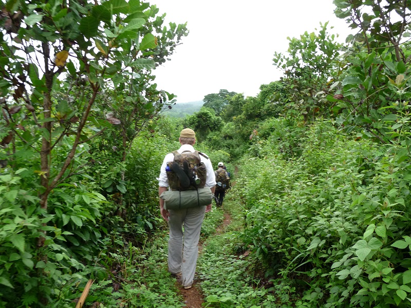 Man trekking through a lush jungle