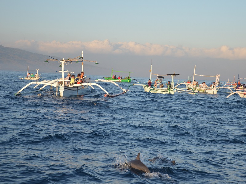 Catamarans at sea with tourist watching dolphins