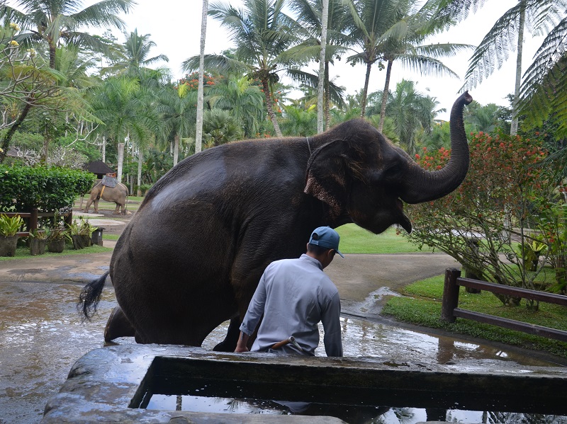 Elephant roaming freely in the Elephant safari park