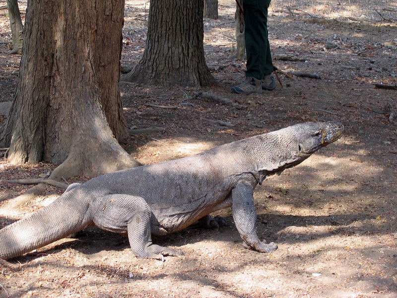 Komodo dragon in the Komodo National Park