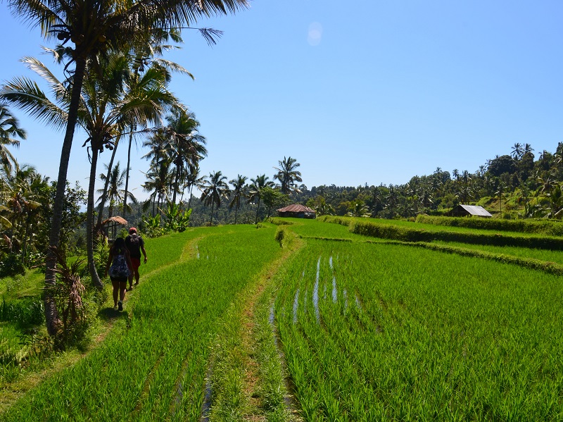 A walk through rice paddies