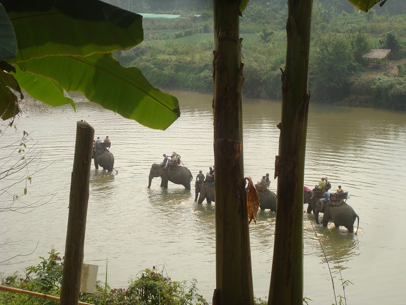 Elephants walking on the Nam Khan River