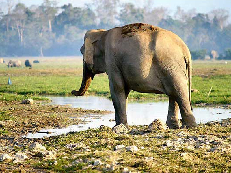 Elephant walking through a field