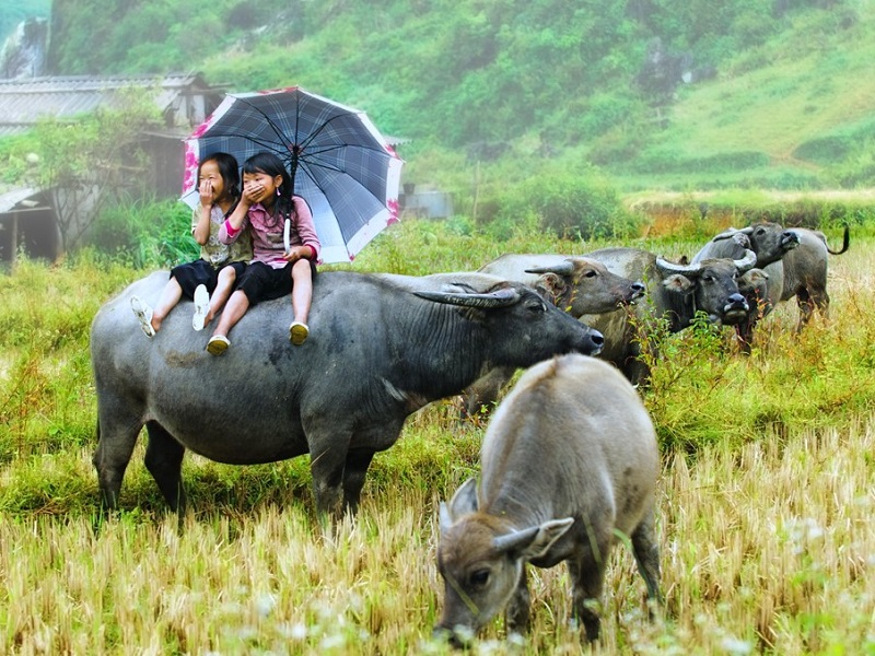 Vietnamese water buffalo