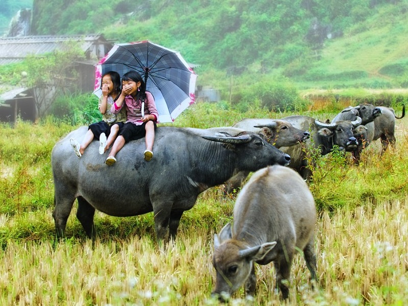 Two Vietnamese girls sitting on the back of a water buffalo and laughing