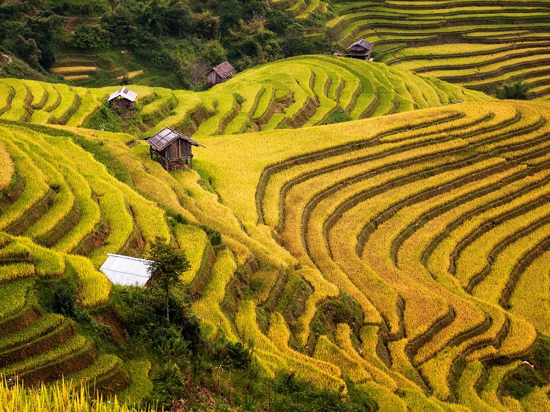 Sapa Golden rice terrace