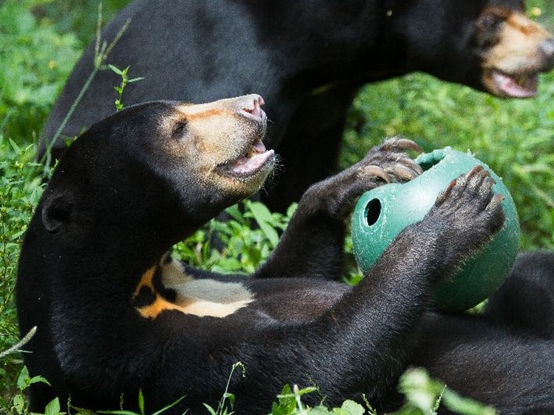 Bear of the Phnom Tamae rescue centre