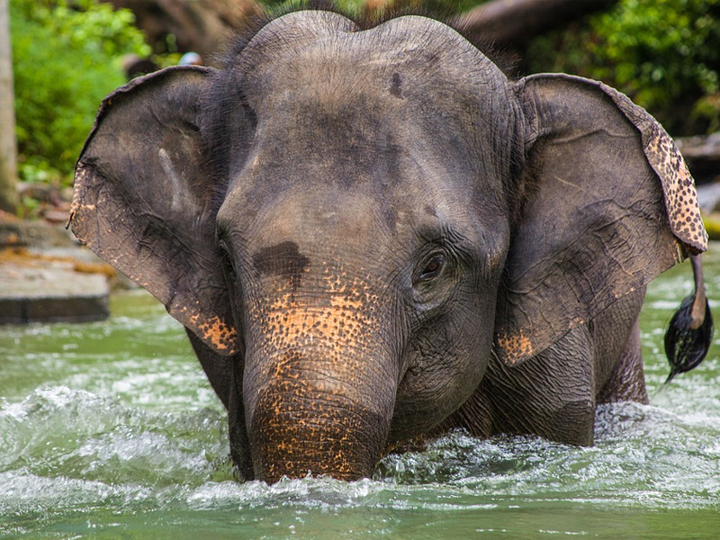 enjoy an Elephant experience on your Cambodia holidays