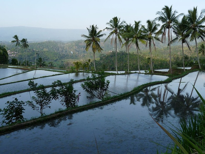 see dolphins and rice fields on your indonesian holiday