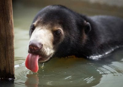 Nature and Wildlife in Laos
