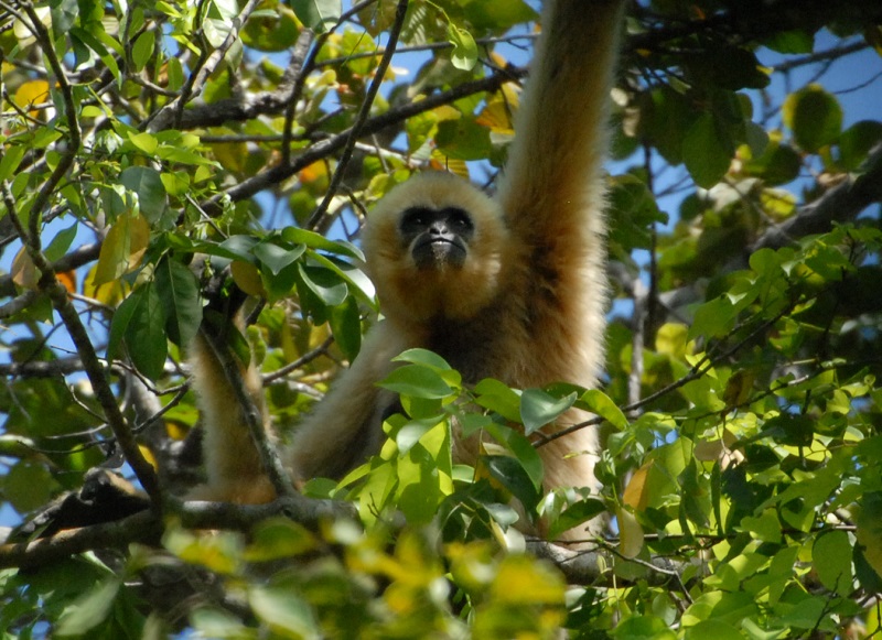 the female Yellow-Cheeked Gibbon