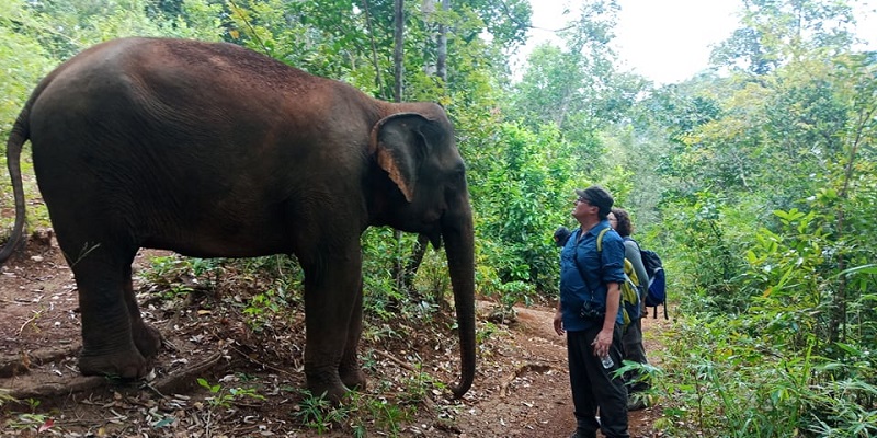 Elephant Walk