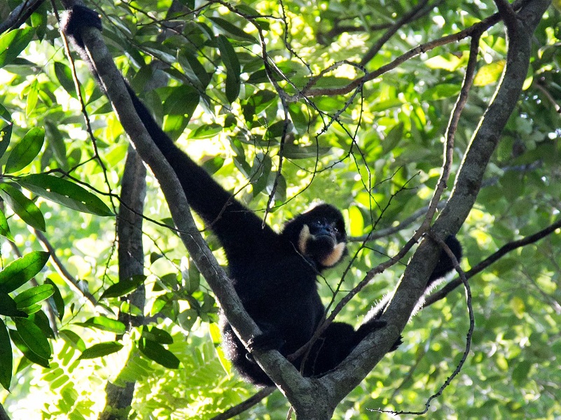 Go on a short Asia adventure with Gibbon Spotting Cambodia