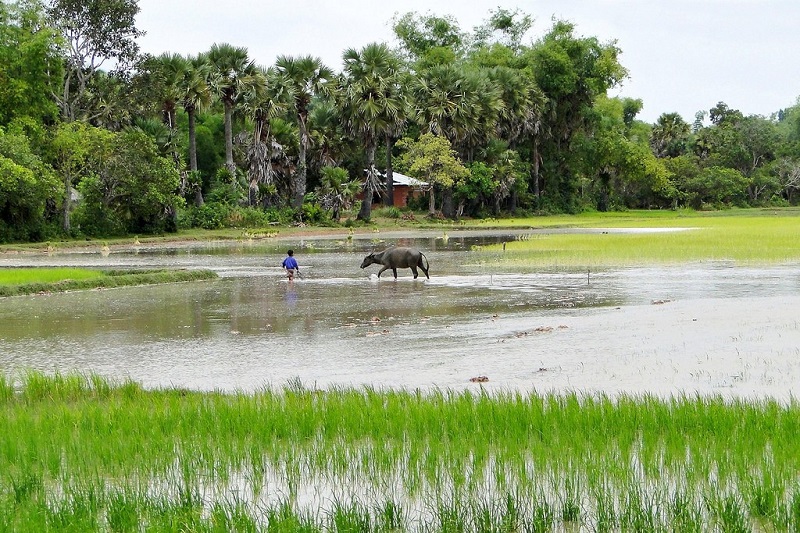 Rice field in Cambodia