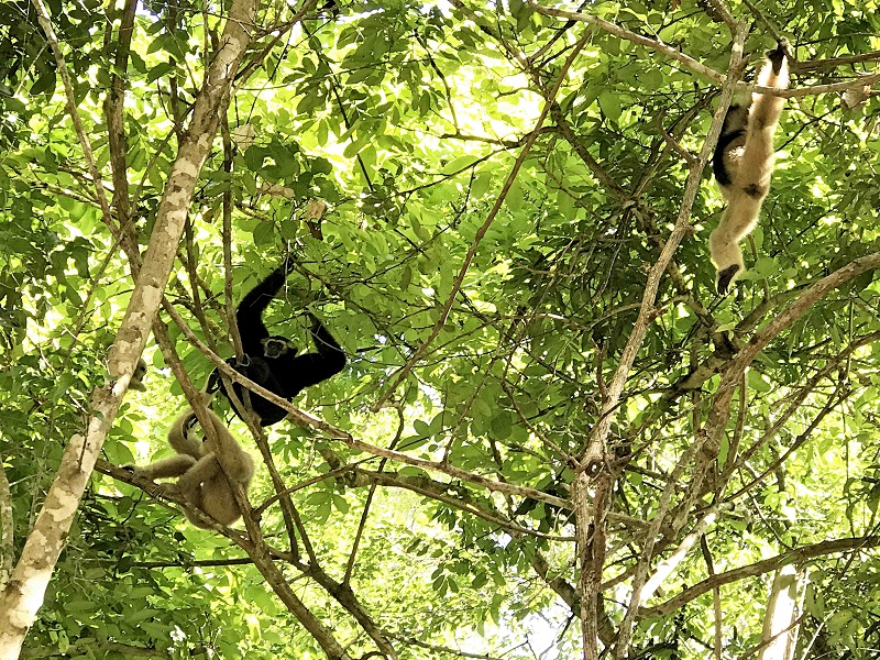 Cambodia gibbon tour