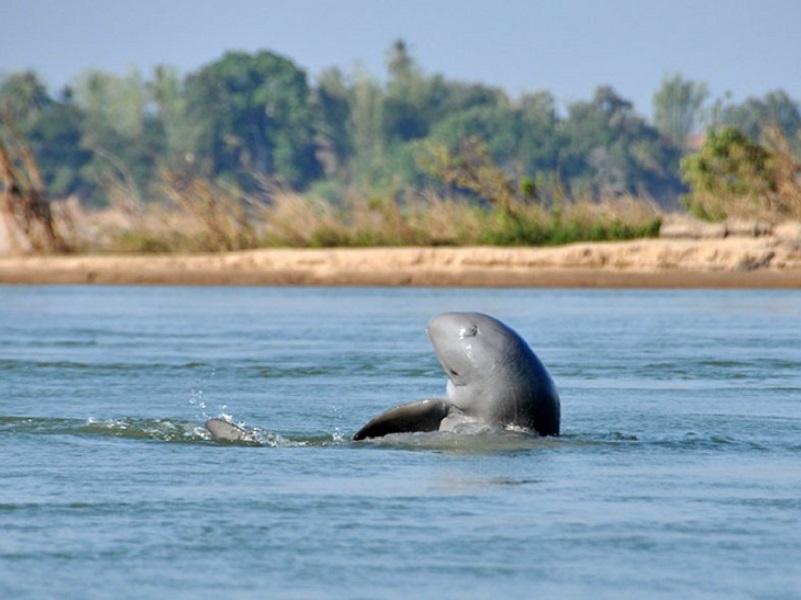 Irrawaddy Dolphin jumping in water
