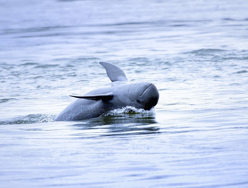 Irrawaddy dolphin jumping out of water