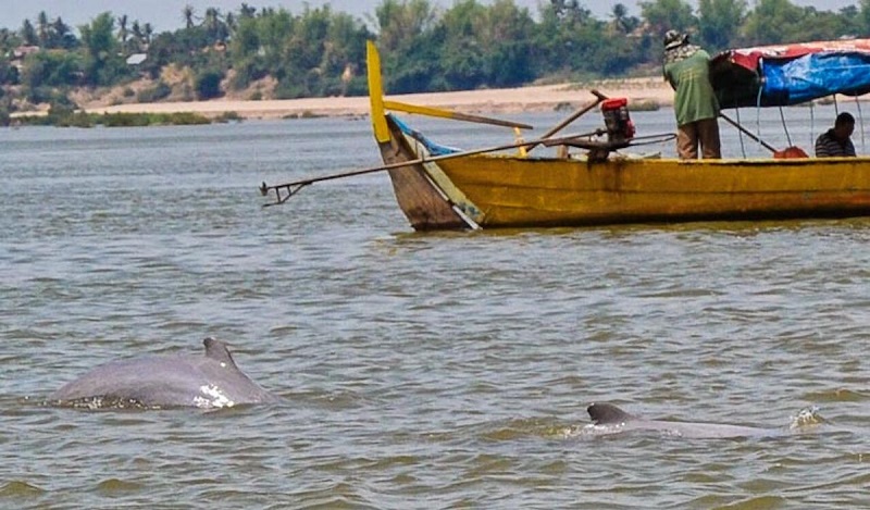 Kratie Irrawaddy Dolphin sightseeing tour