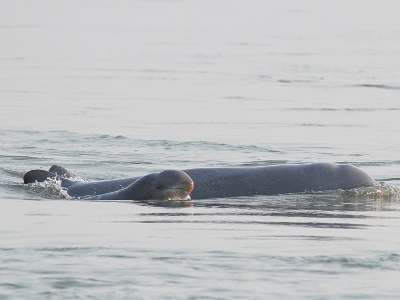 Kratie's Irrawaddy dolphins