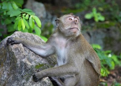 Thailand Wildlife Adventure